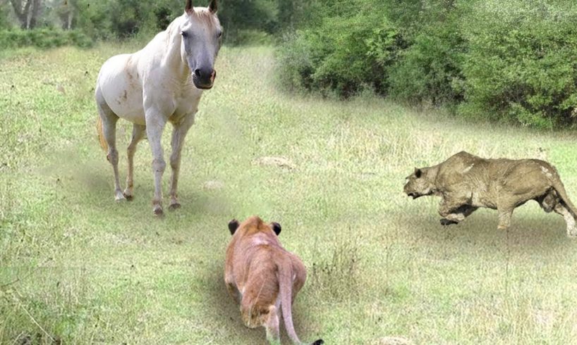 Lion vs Horse | Wild Animal Fights Captured On Camera