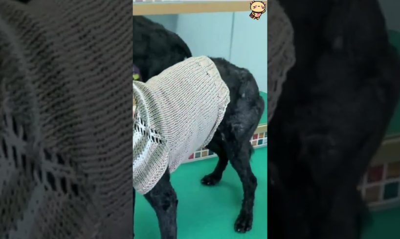 Poor dog abandoned by his owner is infested with fleas and ticks and needs help!