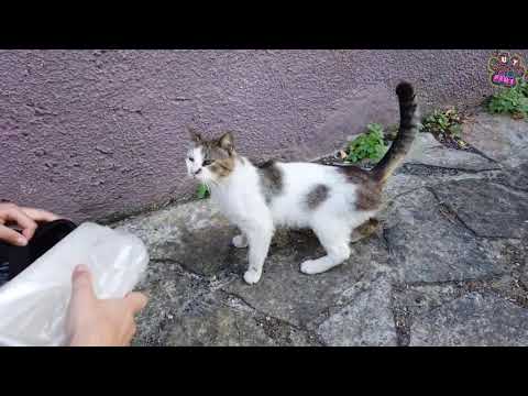 Stray Cat is very Hungry and he is Looking for Something to Eat l RESCATE ANIMALES