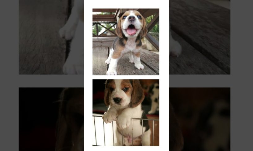 THIS or That Cute Beagle Puppies, PUPPY Edition!! Cutest Puppies Ever!! #short