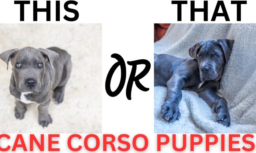 THIS or That Cute Cane Corso PUPPY Edition!! Cutest Puppies Ever!!