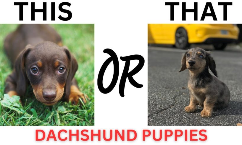 THIS or That Cute Dachshund Puppies, PUPPY Edition!! Cutest Puppies Ever!!