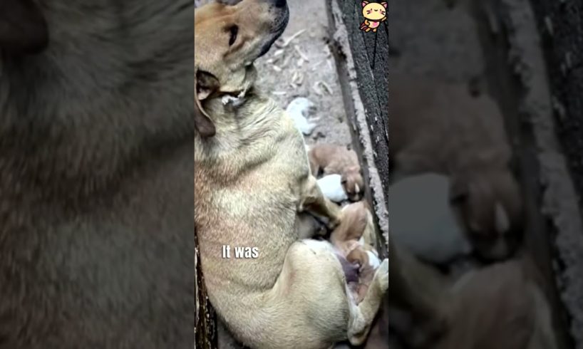 This pregnant street dog birthed her babies in the dirt and then protected them with her life