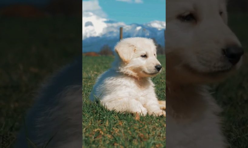 This puppy is loving life! 😍 #dog #cute #motivation