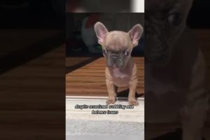 Tiny dog with hydrocephalus is still strong and alive #animals #rescue #frenchie #rescuedog