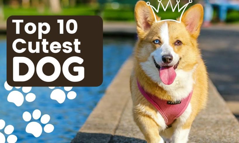 Top 10 Cutest Dog Breeds in the World | Cute Puppies #dogs #puppies