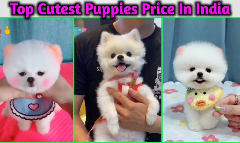 Top Cutest puppies Price In India | Pomeranian Dog price in India | teacup dog price in India