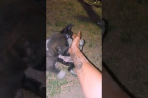 Two Adorable Puppies Meet in the Dark - You Won't Believe What Happens Next! #shorts #animals #dog