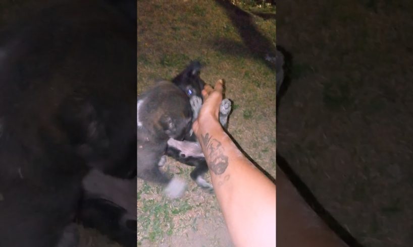 Two Adorable Puppies Meet in the Dark - You Won't Believe What Happens Next! #shorts #animals #dog