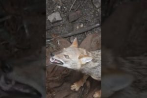 Unbelievable Jackal Rescue from a Deep Well #shorts