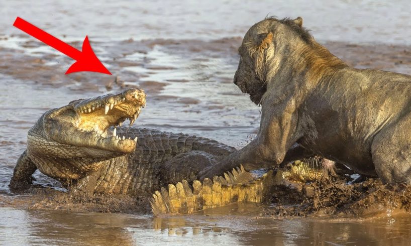 Wildest Animal Fights Caught On Camera