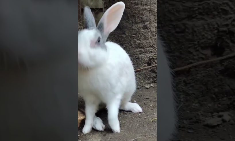 cute rabbit funny playing #pets #shorts #subscribe