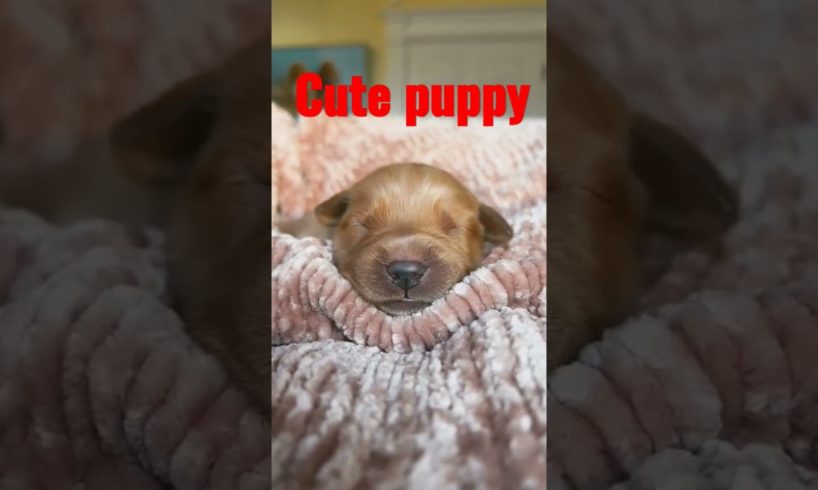 #cutest puppy 🐶 it just born, a litter baby, so beautiful, nice, wonderful puppy صغير يجنن و حلو