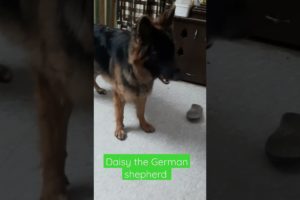 daisy the German shepherd playing #germanshepherd #germanshepherd #trending