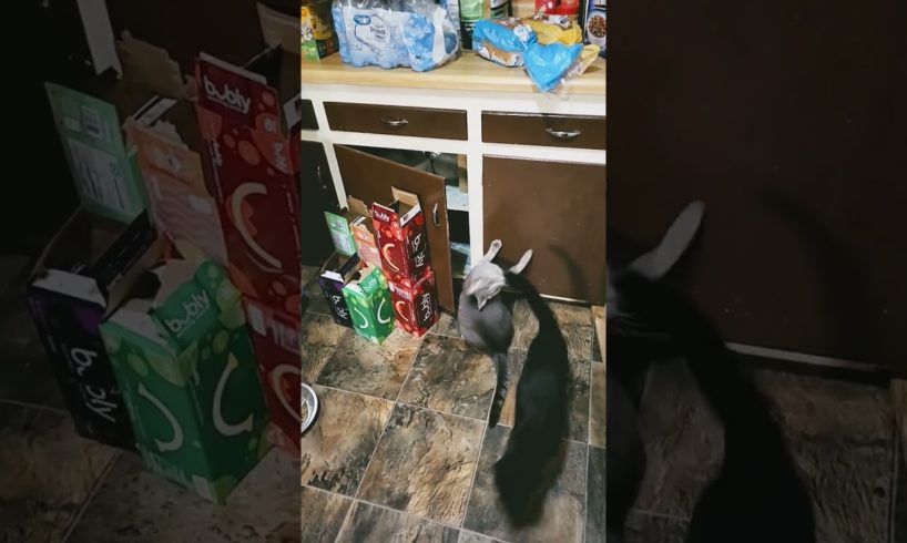 playing in the cabinet. #animals #kitty #mypets #pets #kittycat #cat #catlife