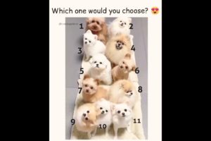 which one you pick 😂😂 #socute cutest puppies