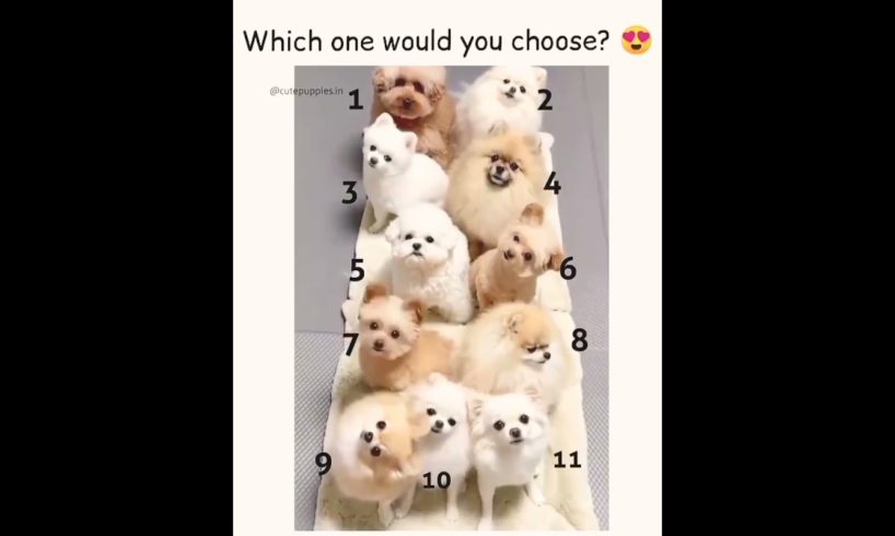 which one you pick 😂😂 #socute cutest puppies