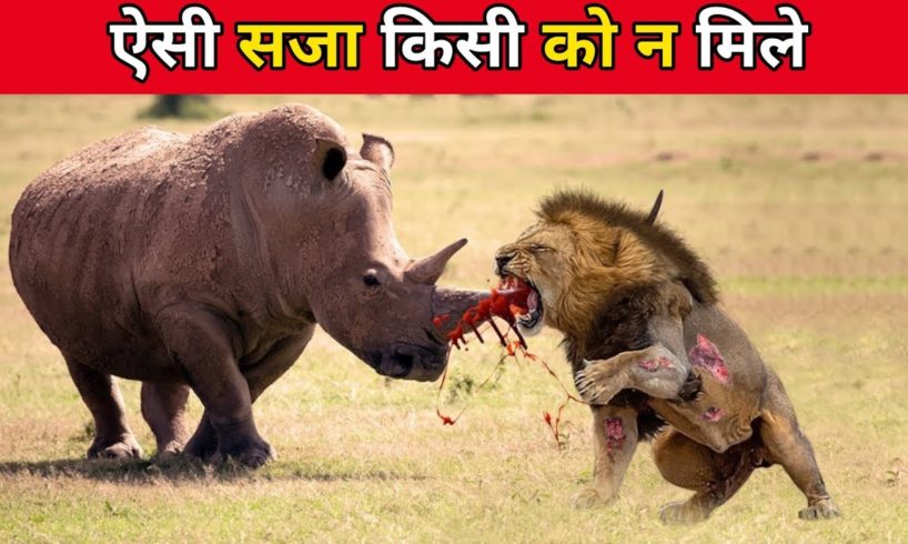 ज़िन्दगी ऐसी भी होती है शेरो की | Wild animal fight in wildlife | dangerous wild animals fight videos