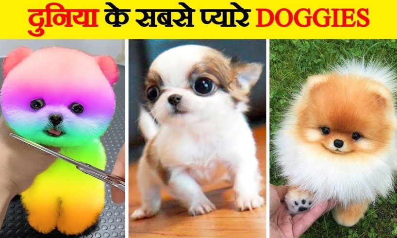 दुनिया के सबसे क्यूट कुत्ते | Cutest Dogs in the World | World’s Cutest Dog Breeds