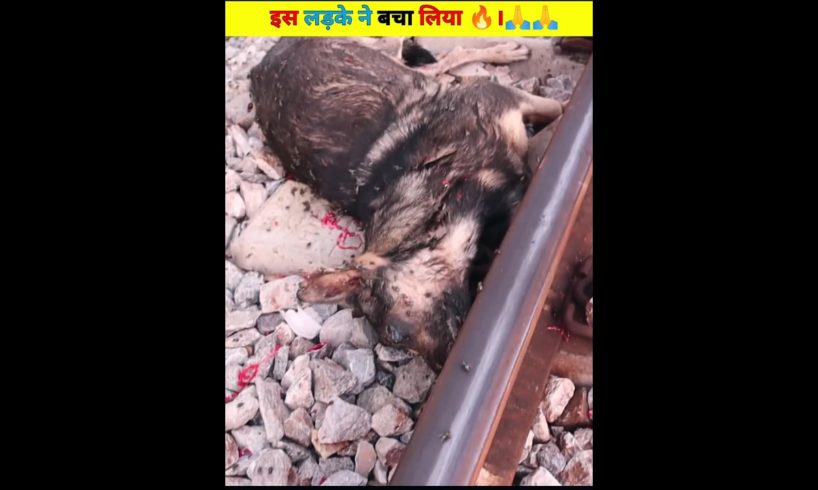 बचा लिया आज तो इस लड़के ने 😢😳 animal rescue.#shorts#viral#shortsfeed