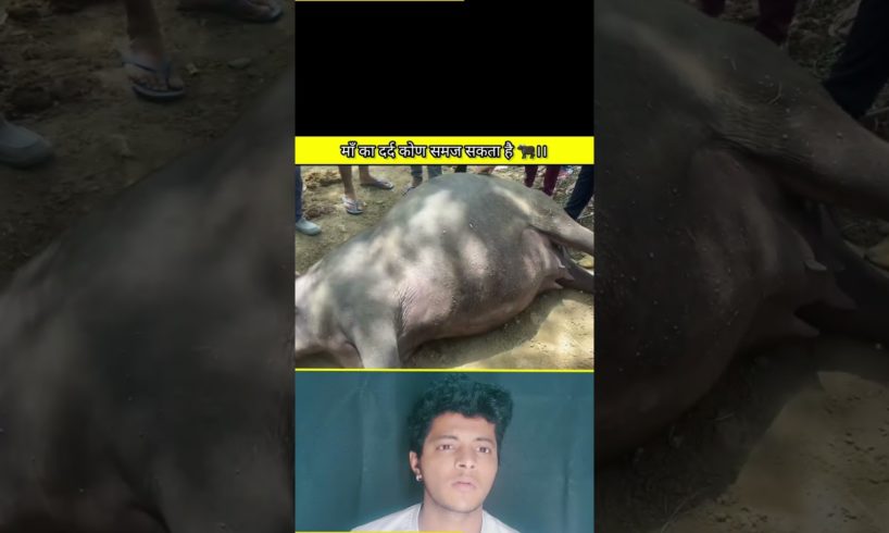 माँ का दर्द कोण समज सकता है 🐃।। #viral #short #rescue #animals #BBLFACTS