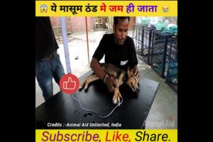 ये मासूम ठंड मे जम ही जाता 😭 #shorts #viral #trending #viralvideo