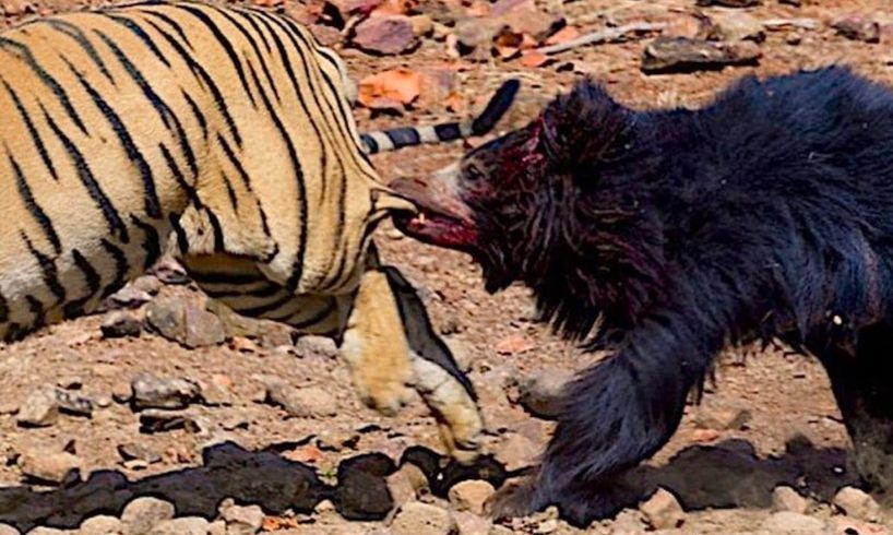 10 Most Epic Wild Animal Fights Caught on Camera - Predators in action