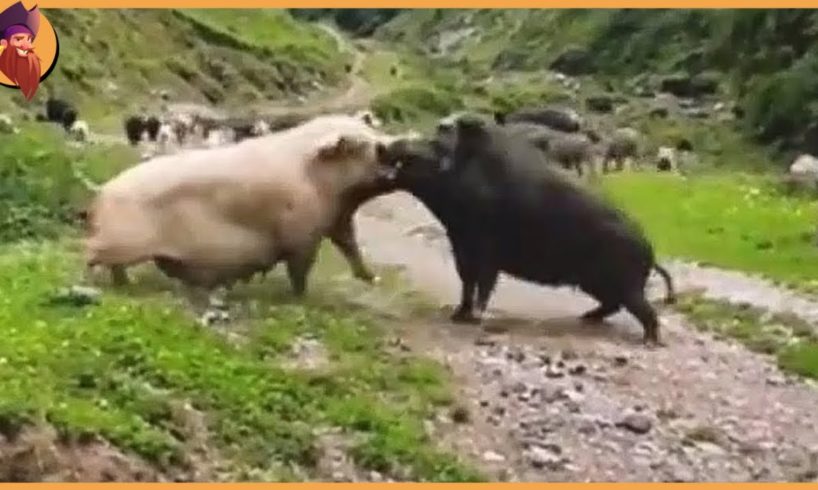 15 Moments When Animals Fight For Dominance