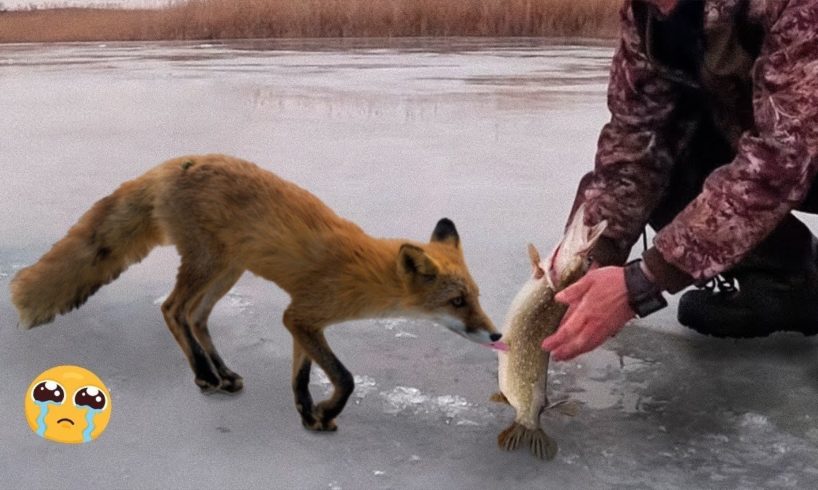 20 Animal Rescue Videos Touching Moments When Animals Asked People for Help # 4