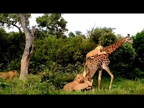 10 wild animals and birds fight filmed on camera | Part 9