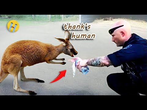 35 Animal Rescue Videos Touching Moments When Animals Asked People for Help #1