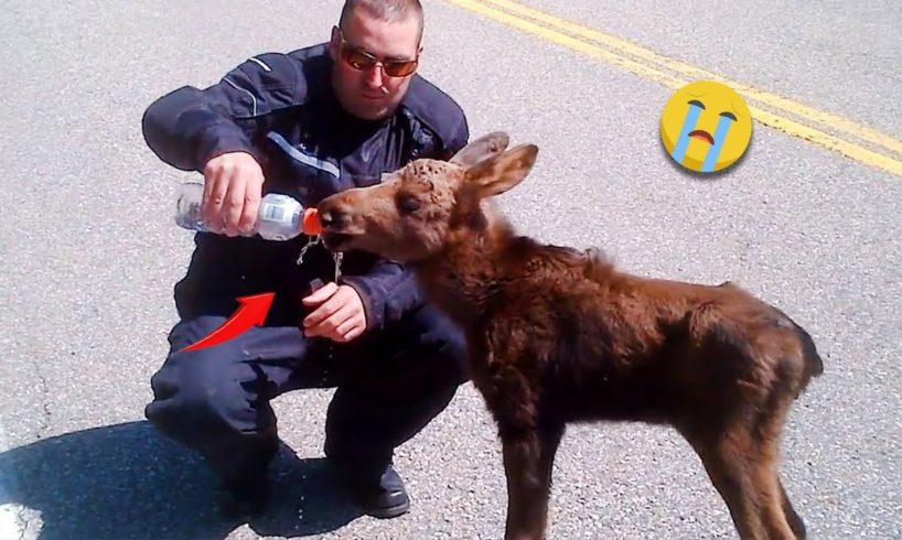 40 Animal Rescue Videos Touching Moments When Animals Asked People for Help #1