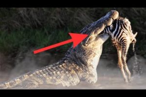 20 CRAZY animal FIGHTS caught on camera