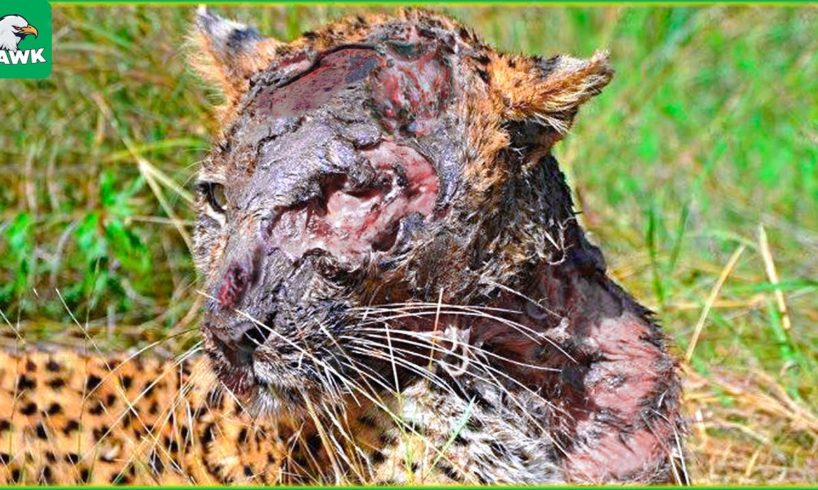 30 Moments Bad Thing Happened To Poor Injured Leopard, Can It Survive? |  Animal Fight