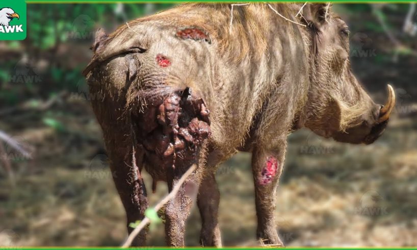 30 Times Warthogs Were Wounded And Their Babies Fell Prey | Animal Fight