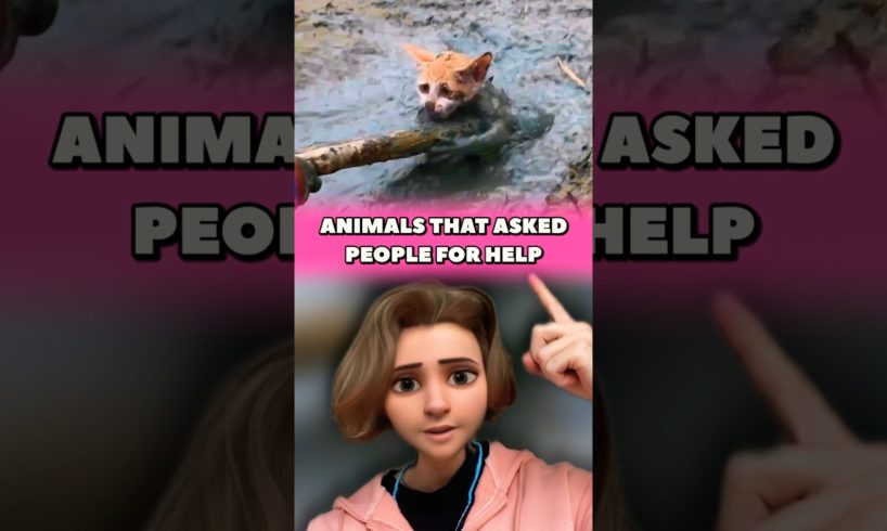 ANIMALS THAT ASKED PEOPLE FOR HELP 🥹 #rescue