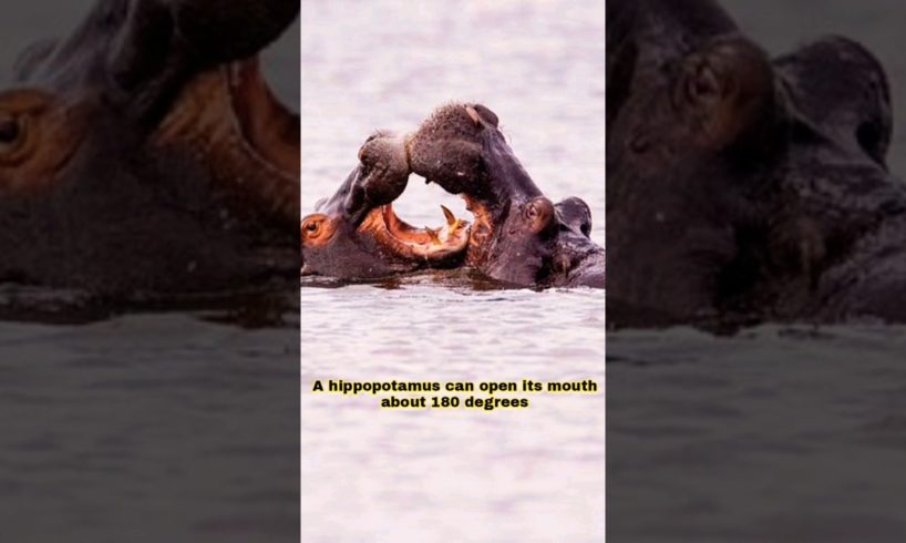 About the hippopotamus #shortfeed #shorts #shortsvideo #sh #animal #shorts #wildlife #hippopotamus