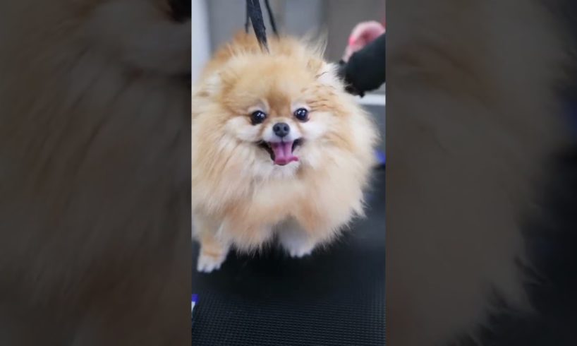 😂👍😘Adorable Pomeranian Puppies:The Cutest Dogs You'll Ever See!#shorts