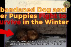 Animal Rescue Team Rescues Abandoned Dog and Her Puppies Who Fought to Survive in the Winter