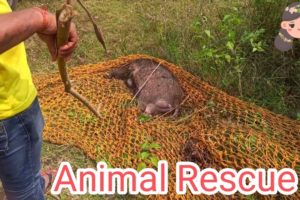 Animal Rescue Videos