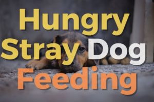 🐶 Animal Rescue Videos Stray Hungry Dog Feeding