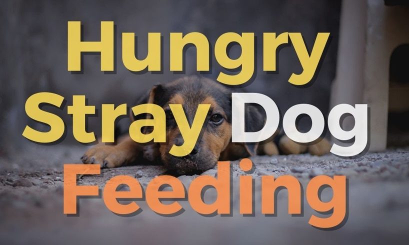 🐶 Animal Rescue Videos Stray Hungry Dog Feeding