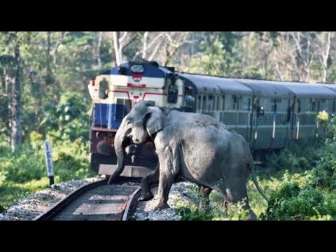 Animal vs Train - Animals Hit By Train Compilation #1