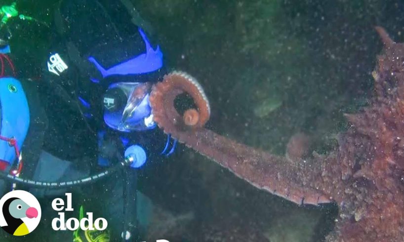 Buzo se encuentra con un pulpo gigante muy inteligente | Corazones Salvajes | El Dodo