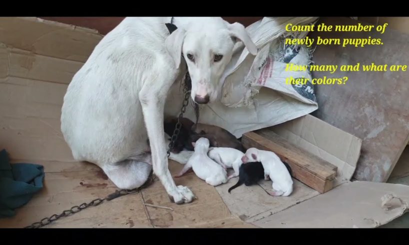 Caring and Loving  Mother Dog with Cute Puppies