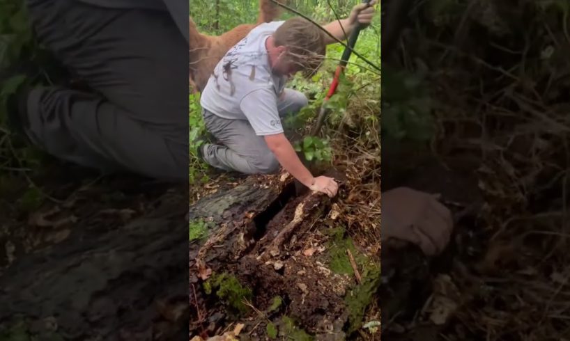 Couple Rescues Dog Stuck Inside Dead Tree