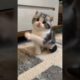 Cute Playing Baby Cats | Cute Playing Kittens #babycat #kitten #playingcats