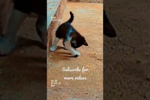 Cute baby cat playing 😍😍#animals #pets #cat #catlover #catvideos #india #viral #trending #shorts #dj