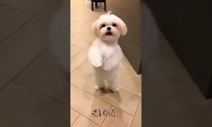 Cute puppy dancing | Cute puppy | Cutest puppy #shorts #youtubeshorts #puppies #cutepuppy