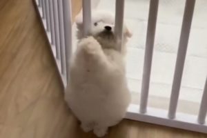 Cutest Dog in the world ! Cute Puppy Dancing ! Funny Baby Dog ! White Baby Dog Having Fun Dance !